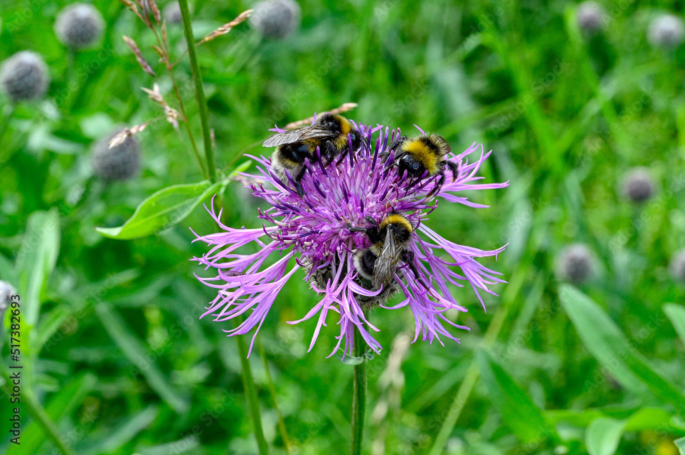 bumblebee on purple thistle in Swedish nature bumblebee on purple thistle in Swedish nature