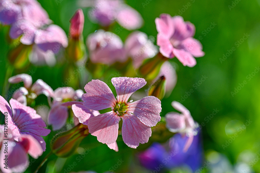 Fototapeta premium colorful flowers on a meadow in Sweden