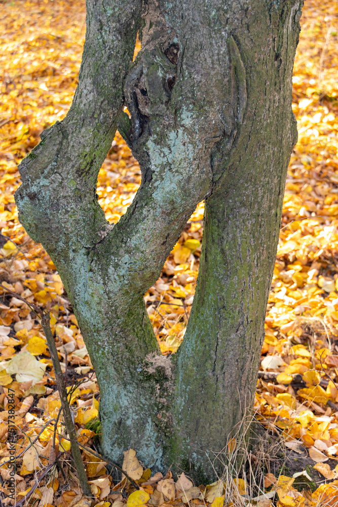A forked damaged tree with fallen leaves in the autumn forest. A forked damaged tree with fallen leaves in the autumn forest.
