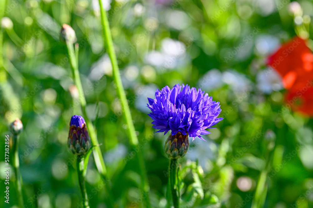 colorful flowers on a meadow in Sweden colorful flowers on a meadow in Sweden