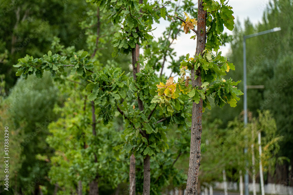 Fototapeta premium tree in the garden