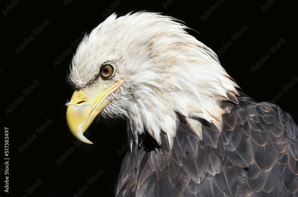 Obraz premium american bald eagle