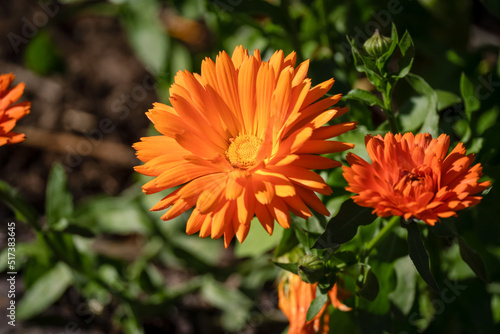 detailed close up Pot Marigold  Calendula officinalis  common marigold  ruddles  Mary s gold or Scotch marigold