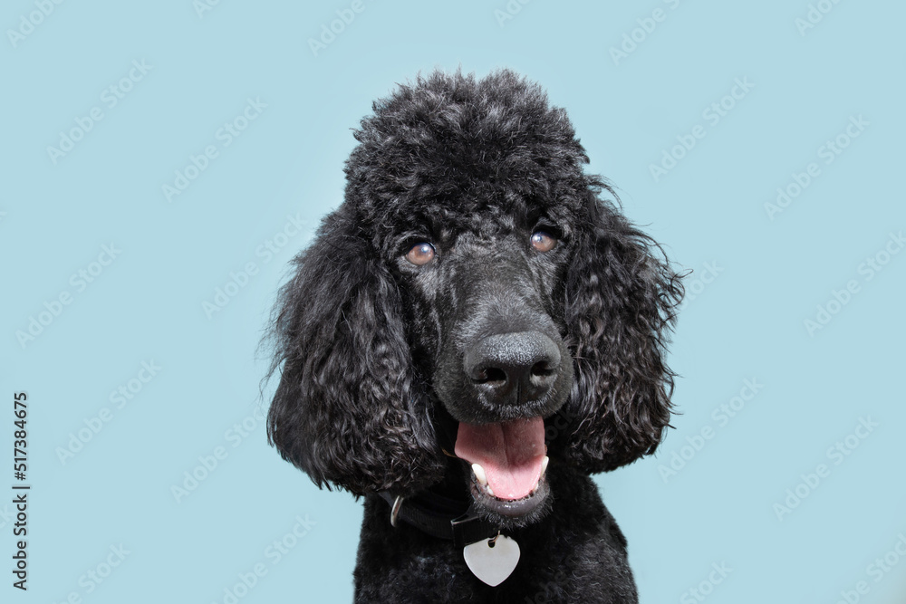 Portrait happy poodle puppy dog smiling, Isolated on blue colored background Portrait happy poodle puppy dog smiling, Isolated on blue colored background