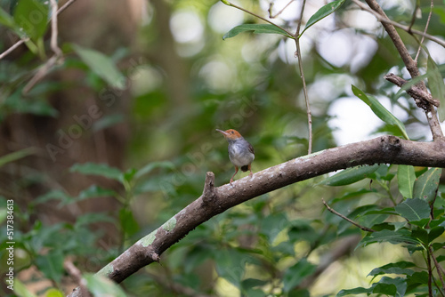 シンガポールの野鳥 アカガオサイホウチョウ