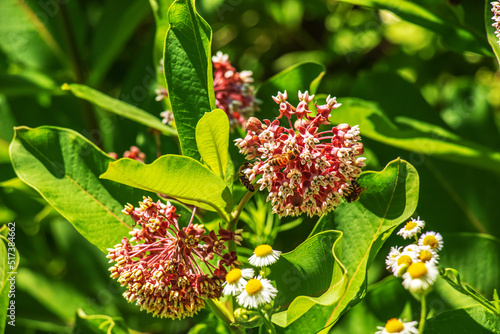 Asclepias syriaca. Milkweed American is a genus of herbaceous  perennial  flowering plants known as milkweeds