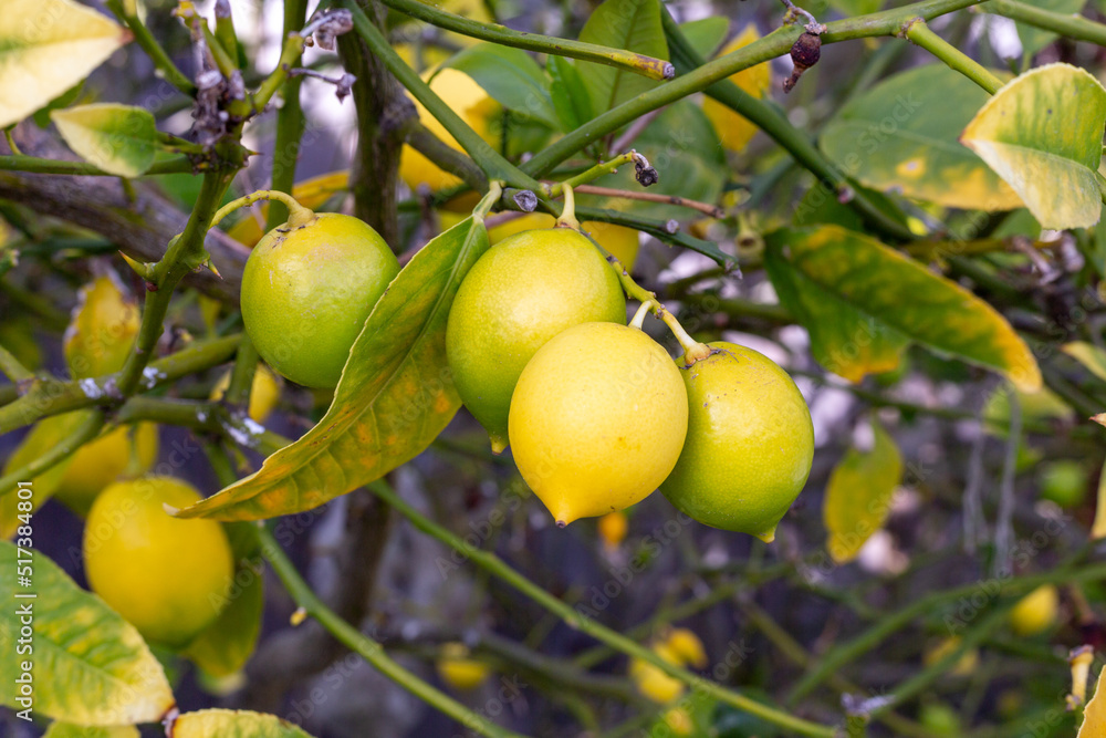 A lemon tree with lemons