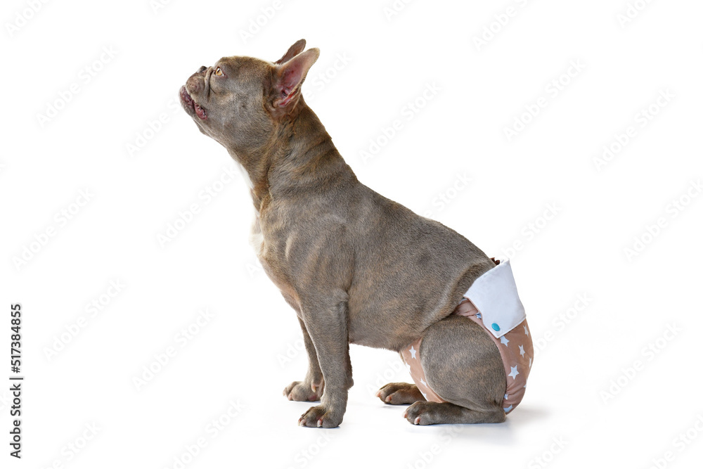 Obraz premium Lilac French Bulldog dog wearing fabric period diaper pants for protection on white background