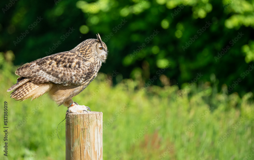 a european eagle owl (Bubo bubo) in demonstration at a bird of prey centre a european eagle owl (Bubo bubo) in demonstration at a bird of prey centre