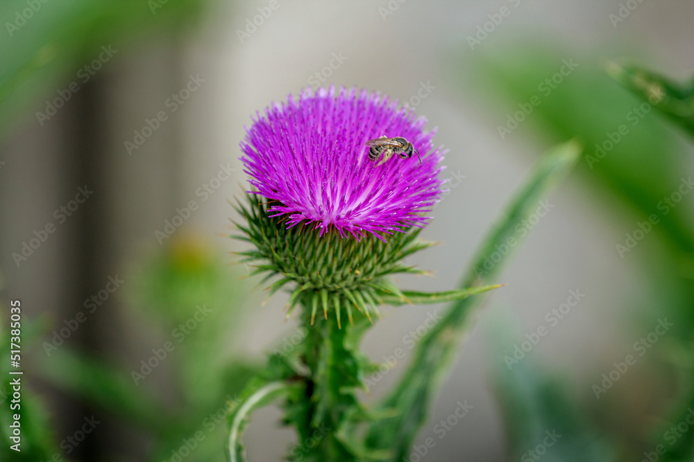 Close up bee on a bright pink thistle flower, growing on the meadow Close up bee on a bright pink thistle flower, growing on the meadow