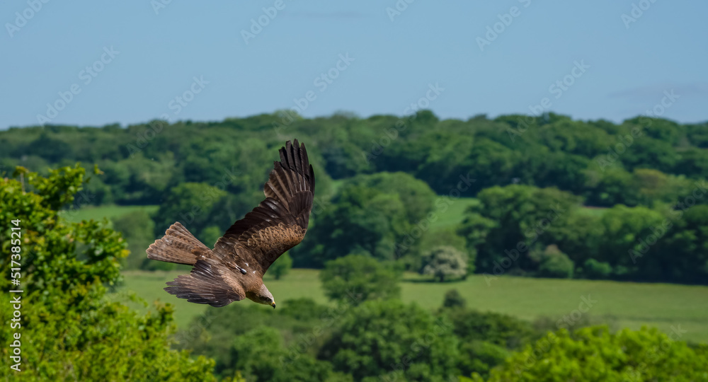 Fototapeta premium a red kite (Milvus milvus) in demonstration at a bird of prey centre