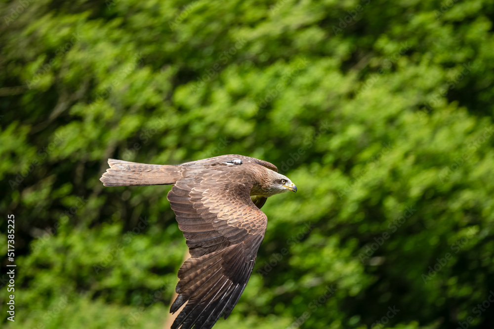 Fototapeta premium a red kite (Milvus milvus) in demonstration at a bird of prey centre
