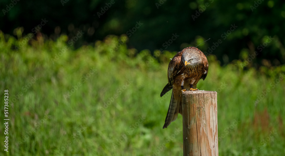 Obraz premium a red kite (Milvus milvus) in demonstration at a bird of prey centre