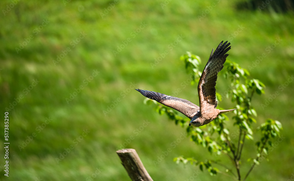 a red kite (Milvus milvus) in demonstration at a bird of prey centre a red kite (Milvus milvus) in demonstration at a bird of prey centre