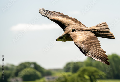 a red kite  Milvus milvus  in demonstration at a bird of prey centre