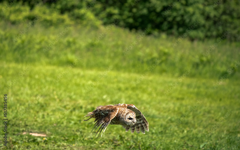 a Tawny Owl (Strix aluco) in demonstration at a bird of prey centre a Tawny Owl (Strix aluco) in demonstration at a bird of prey centre