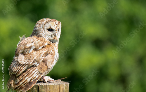 a Tawny Owl (Strix aluco) in demonstration at a bird of prey centre