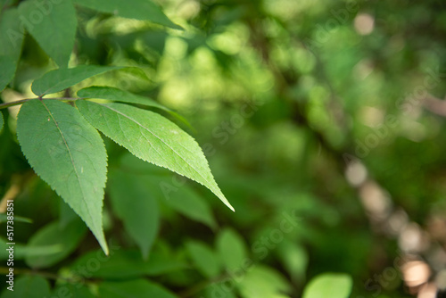 Wallpaper Mural Summer sunny day in the forest. Torontodigital.ca