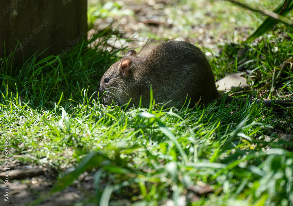a rat (Rattus) eating beneath a bird feeding station a rat (Rattus) eating beneath a bird feeding station