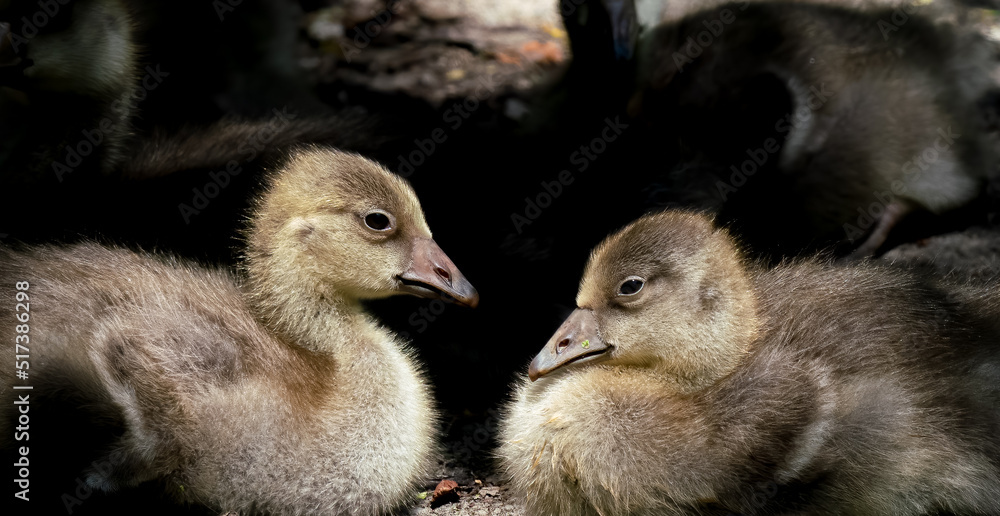 closeup of barnacle geese goslings (Branta leucopsis) closeup of barnacle geese goslings (Branta leucopsis)