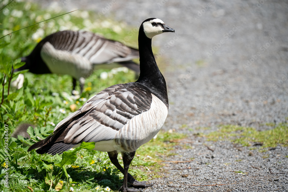 closeup of barnacle geese (Branta leucopsis) closeup of barnacle geese (Branta leucopsis)