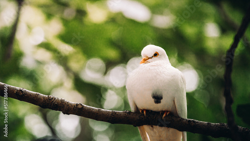 white bird in the tree