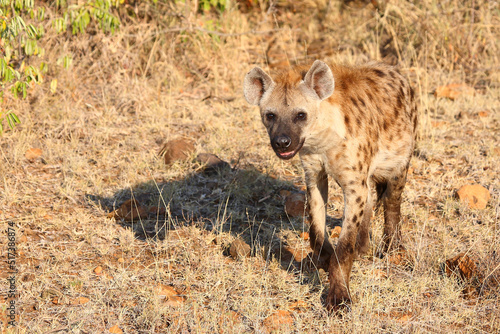 Tüpfelhyäne / Spotted hyaena / Crocuta crocuta... © Ludwig