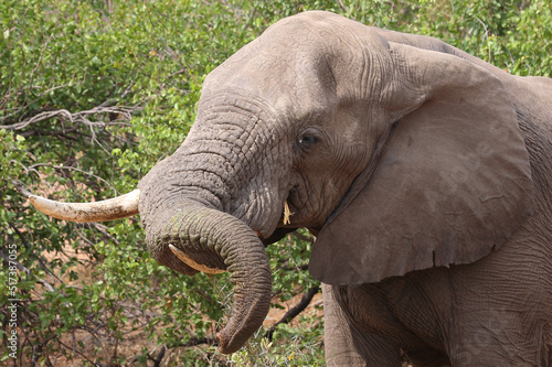 Afrikanischer Elefant / African elephant / Loxodonta africana.. photo