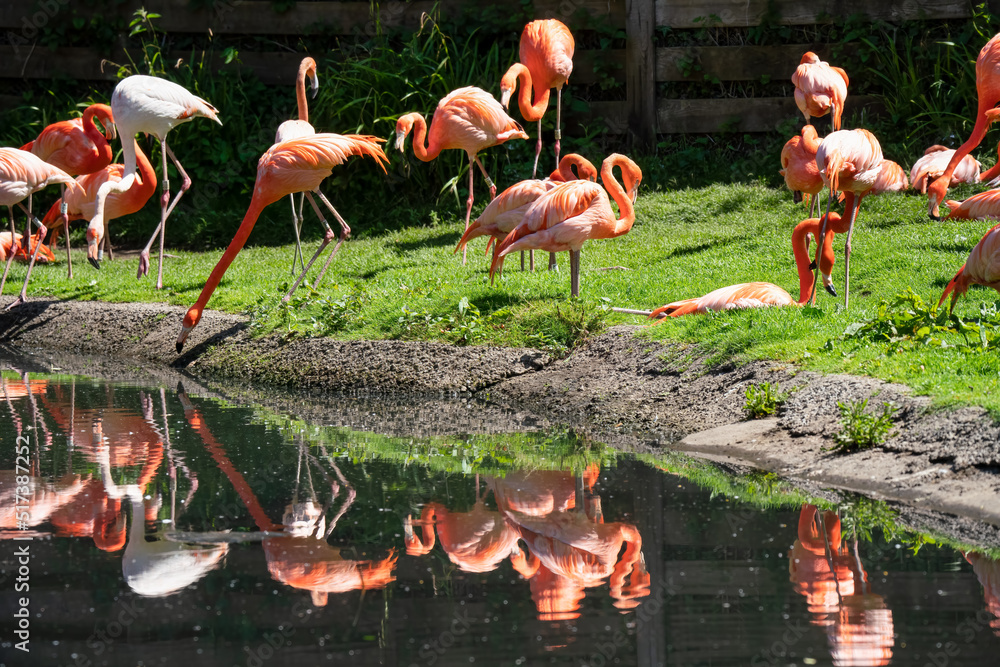 Naklejka premium caribbean pink flamingo (Phoenicopterus ruber Linnaeus)