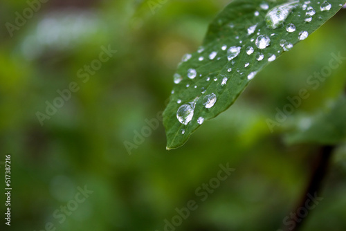 Leaf & Raindrops