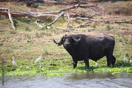 Kaffernbüffel und Kuhreiher / African buffalo and Cattle egret / Syncerus caffer et Bubulcus ibis photo