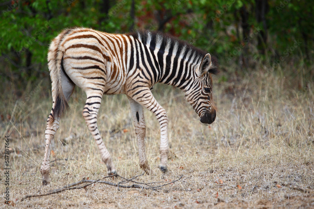 Steppenzebra / Burchell's zebra / Equus burchellii. Steppenzebra / Burchell's zebra / Equus burchellii.