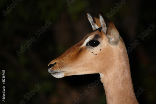 Schwarzfersenantilope   Impala   Aepyceros melampus.