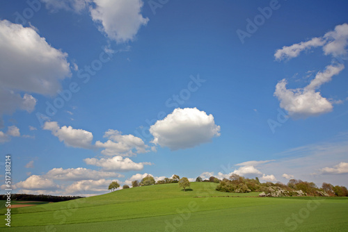 grassland