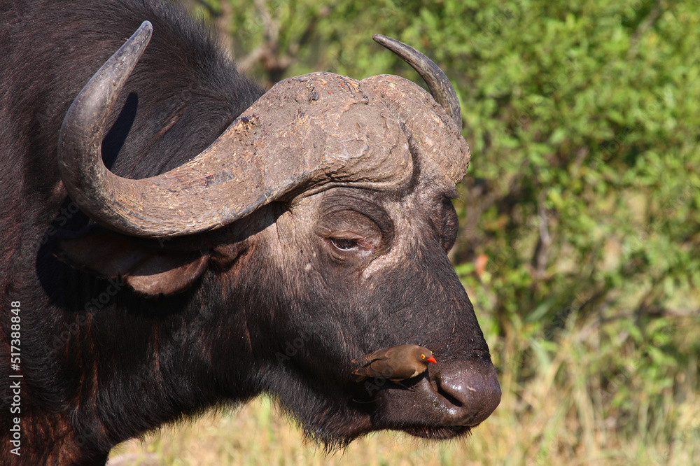 Fototapeta premium Kaffernbüffel und Rotschnabel-Madenhacker / African buffalo and Red-billed oxpecker / Syncerus caffer et Buphagus erythrorhynchus.