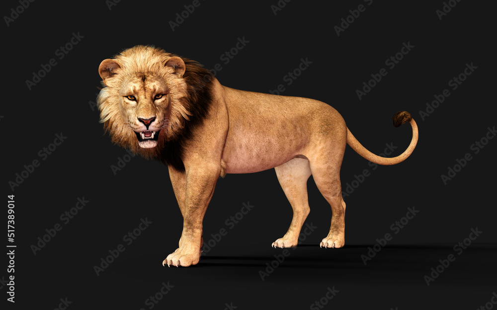 3d Illustration of Dangerous Lion 
Acts and Poses Isolated on Black Background with Clipping Path, Project Big Cat Wildlife .