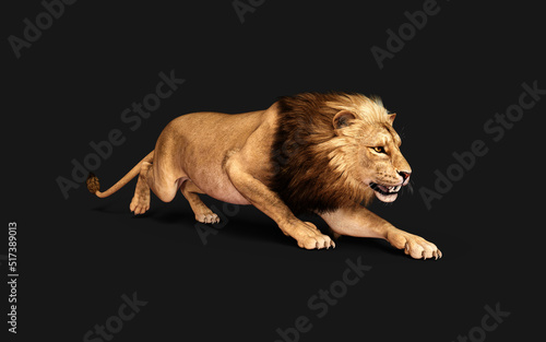 3d Illustration of Dangerous Lion  Acts and Poses Isolated on Black Background with Clipping Path  Project Big Cat Wildlife .