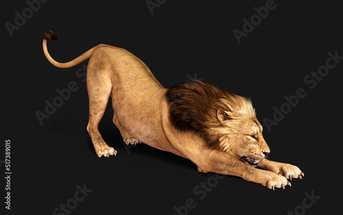 3d Illustration of Dangerous Lion  Acts and Poses Isolated on Black Background with Clipping Path, Project Big Cat Wildlife . © mrjo_7