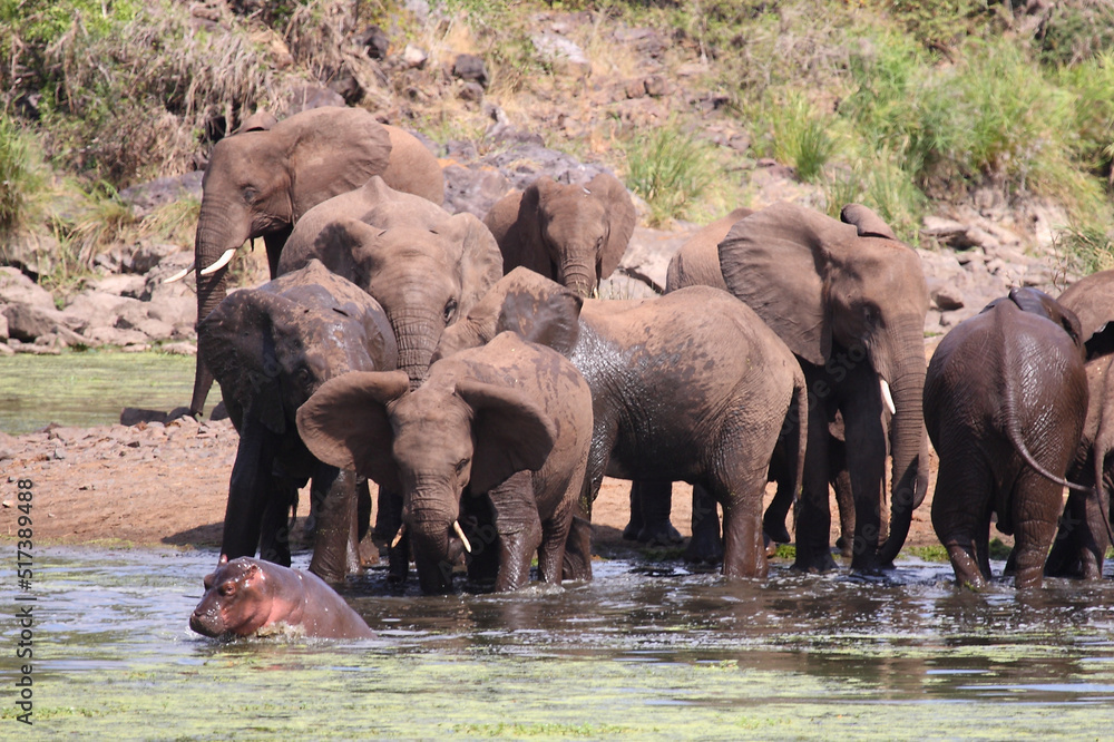 Afrikanischer Elefant und Flußpferd im Sweni River / African elephant and Hippopotamus in Sweni River / Loxodonta africana et Hippopotamus amphibius.