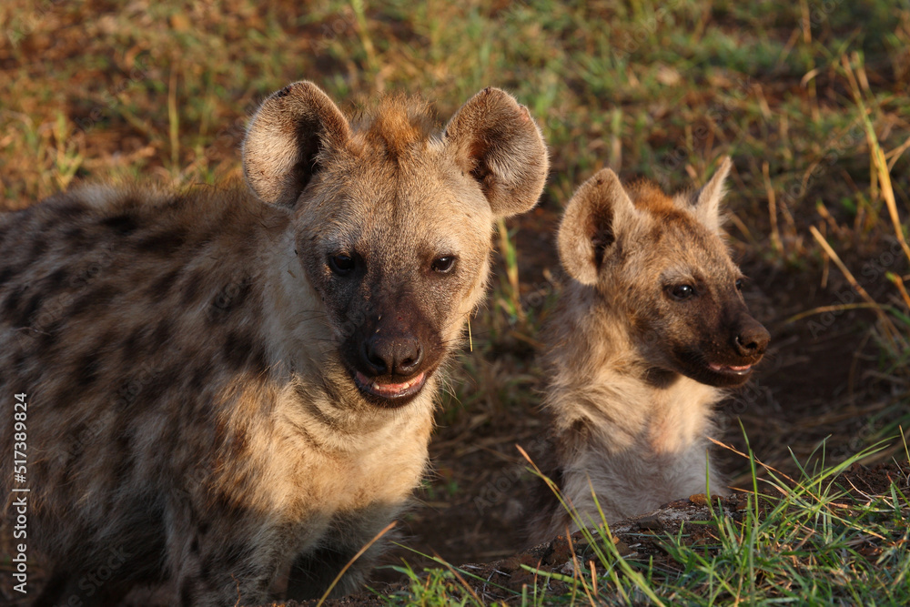 Tüpfelhyäne / Spotted hyaena / Crocuta crocuta... Tüpfelhyäne / Spotted hyaena / Crocuta crocuta...