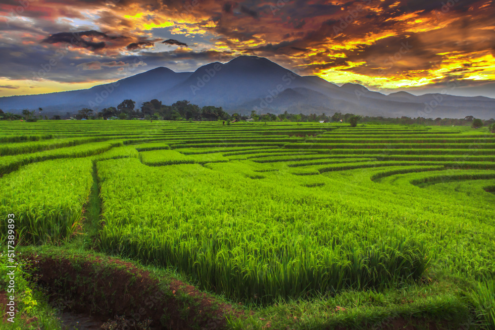 Panorama of yellow rice fields with beautiful blue mountains in the morning in Kemumu village, Bengkulu Utara, Indonesia