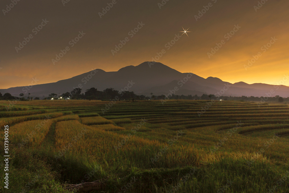 beauty beafore sunrise at paddy fields in north bengkulu, indonesia