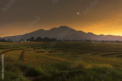 beauty beafore sunrise at paddy fields in north bengkulu, indonesia