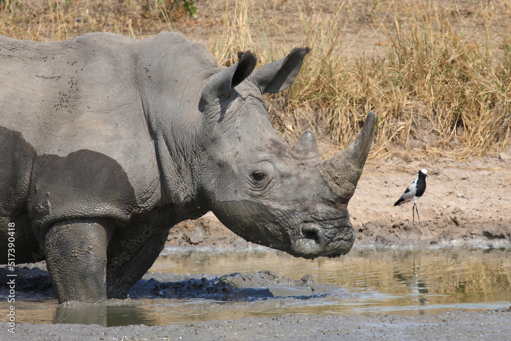 Fototapeta premium Breitmaulnashorn und Waffenkiebitz / Square-lipped rhinoceros and Blacksmith lapwing or Blacksmith plover / Ceratotherium simum et Vanellus armatus