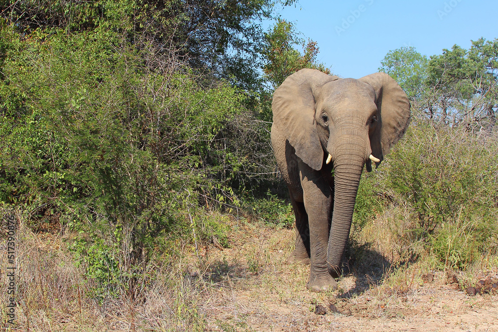 Obraz premium Afrikanischer Elefant / African elephant / Loxodonta africana