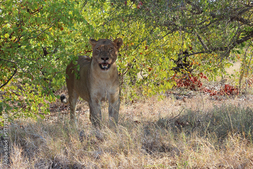 Afrikanischer L  we   African lion   Panthera leo.