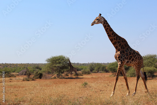 Photography Giraffe / Giraffe / Giraffa camelopardalis