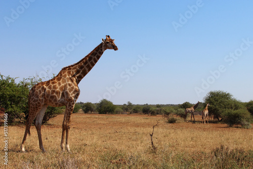Canvas Print Giraffe / Giraffe / Giraffa camelopardalis