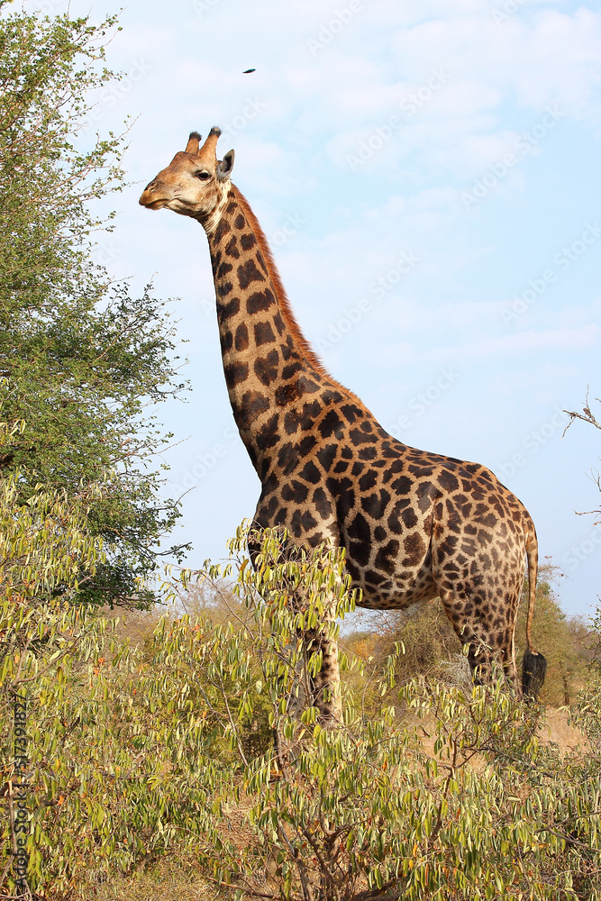 Obraz premium Giraffe / Giraffe / Giraffa camelopardalis