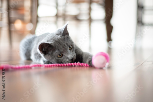 kitten and toy
